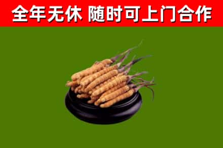 贵南烟酒回收冬虫夏草.jpg